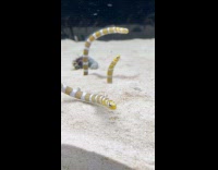 Garden eel almost catches eel that hides