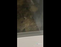 Toad frogs on girls window