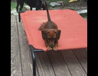Brown dog lays down on trampoline 