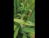 Green dragonfly on leaf fly slow motion