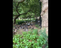 Collab WINY - Rat eating surrounded by flock of pigeon