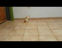 Cat rolls forward while playing with pencil on floor 