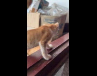 Kittens learns to walk falls on door
