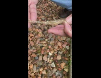 Large spider sac found in backyard 