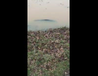 Guy jump scared by fish in pond