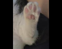 Paw of munchkin kitten 