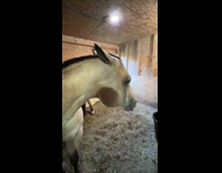 Collab Clips MPUGC - Horse tries to snap at womans hand