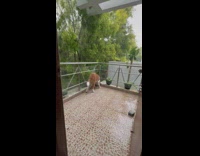 Dog walks around balcony during rain