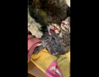 Girl pets newborn kitten laying with other kittens 