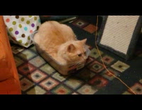 Orange cat fit into tupperware carpet string