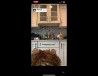 Small brown white dog lion king mane 