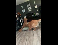 Golden retriever wants to play with brown dog
