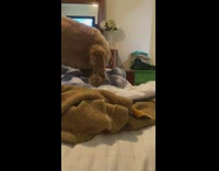 Brown dog move away after fart sound