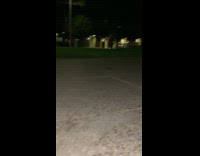 Fox bites the wallet and run away