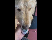 Large brown dog eats starbucks puppuccino treat