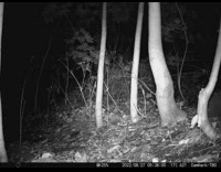 Family of wild board run and walks by the night vision camera