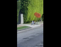 Brown dog tie dye shirt sunglasses girl