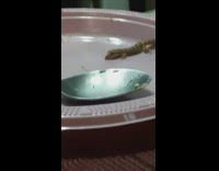 Lizard lick leftover crumbs pink plate spoon
