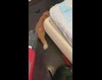 Guy scare orange cat with handheld vacuum
