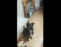 Number four dog fail to catch food