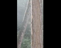 Morning sunlight evaporate water on tree trunk