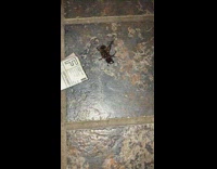 Guy flips beetle on ground the screams