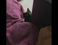 Black kitten cat looks stares at girl 