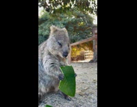 Collab AnimalIG - Tedious Quokka Eats Piece of Large Leaf