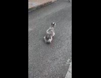Jolly Gray Dog Crosses Street on Crosswalk