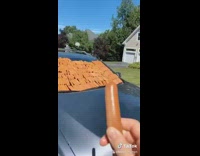 Car windshield covered in hotdogs 