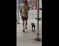 Guy with belt around his shirt walks his dog 