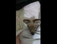 Dog lies on bed covered in blanket