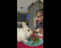 Man Eats Breakfast with Pet Rabbit on Table