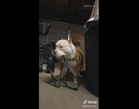 Collab BitchMP - Pitbull dog wants to go for walk leash