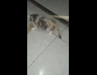 Girl pokes kitten cat with brown stick 
