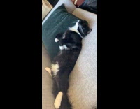 Cat asleep on couch with weird face