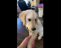 Collab Clips MPUGC - Dog bites own paw instead of hoomans hand 
