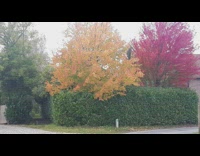 Three trees together with three different color