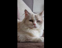 Collab PLC - Zoom in face grey cat on bed