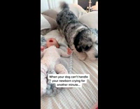 Dog cant take baby crying 