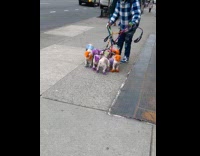 Group of dogs with different hair color