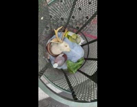 Hybrid moose bunny found inside trash bin 