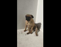 Brown pug sits in a corner 