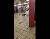 Animal animatronics dance while man play saxophone