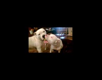 Pitbull bites siblings nose 