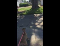 Dog whimper want to approach deer backyard