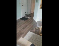 Pet cat fetches the paper clip thrown by owner