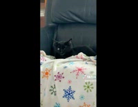 Cat two moods couch and biting finger 