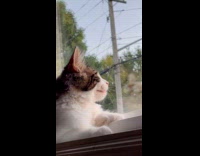 Collab PLC - Cat at window make small faint noise