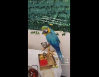 Woman tells guests there will be a real lion 